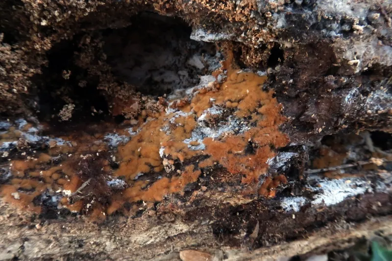 Botryobasidium robustius 1 - IMG_2753